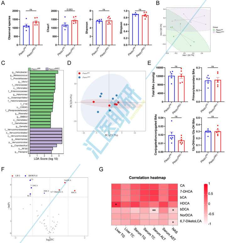 期刊飞升，10分一区Top再收Piezo1！微生物组+转录组+代谢组+类器官，武汉协和医院研究团队为代谢性疾病研究提供新范本~
