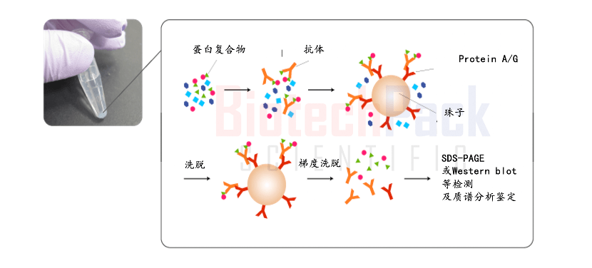 CO-IP-MS实验步骤：从样本处理到蛋白质相互作用分析