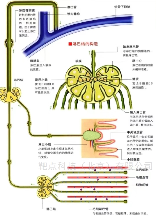 淋巴结巨噬细胞知多少？