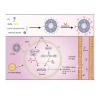 负载广藿香醇的脂质体被靶向M1型巨噬细胞的乳铁蛋白修饰 Patchouli alcohol@Liposome-Lf