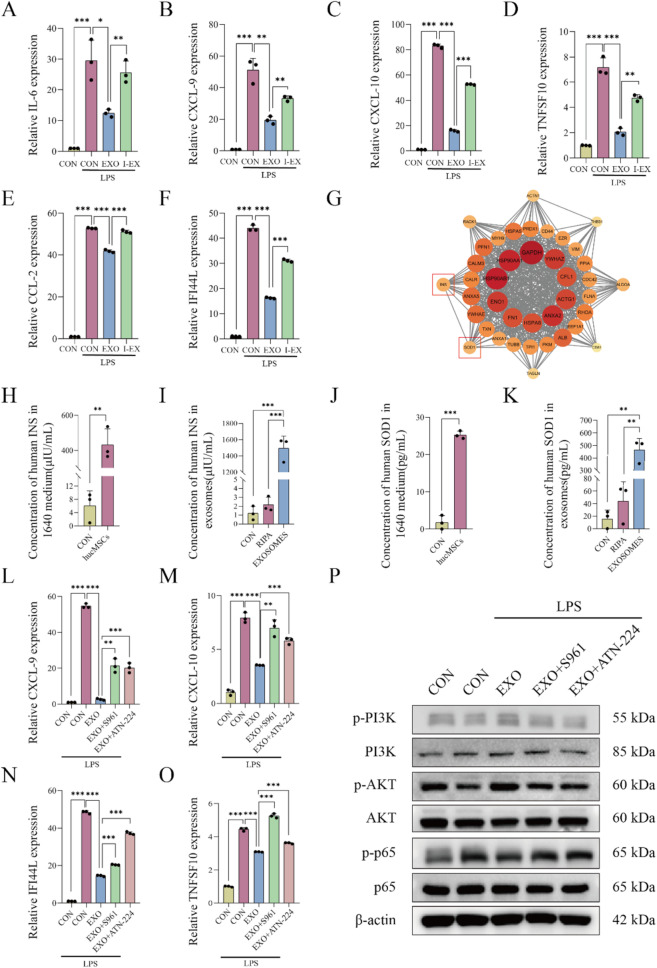 Western blot检测 Western blot检测