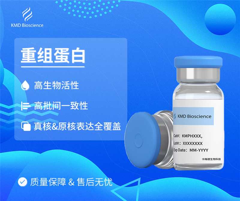 HCoV spike GP Protein (isolate HKU1) (aa 1-760), His Tag