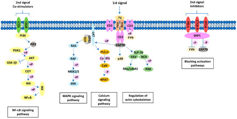 CD3/CD28激活磁珠在研发细胞治疗产品中的应用