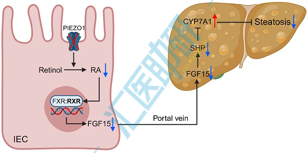 期刊飞升,10分一区Top再收Piezo1!微生物组+转录组+代谢组+类器官,武汉协和医院研究团队为代谢性疾病研究提供新范本~