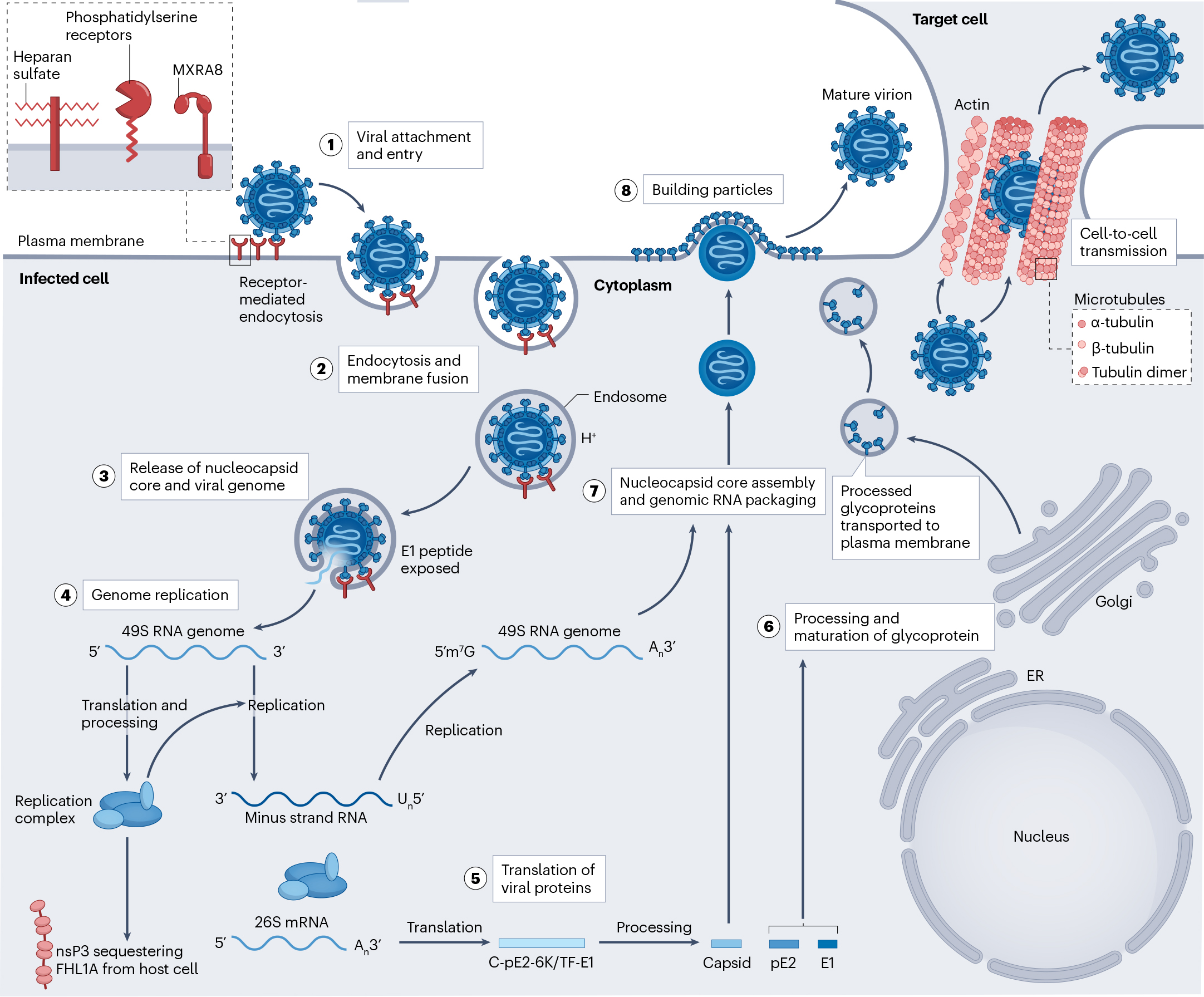 现货供应！CHIKV重组蛋白、抗体上线啦！填写定制表单还有惊喜礼品！