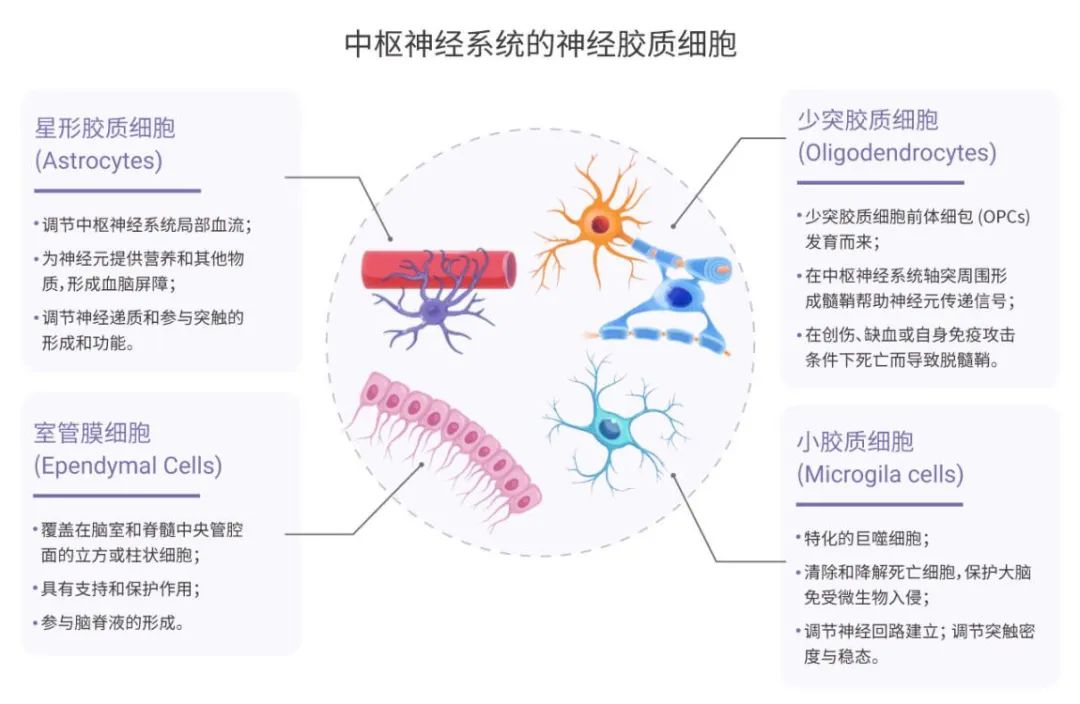 小胶质细胞清除解决方案方法学对比知多少？