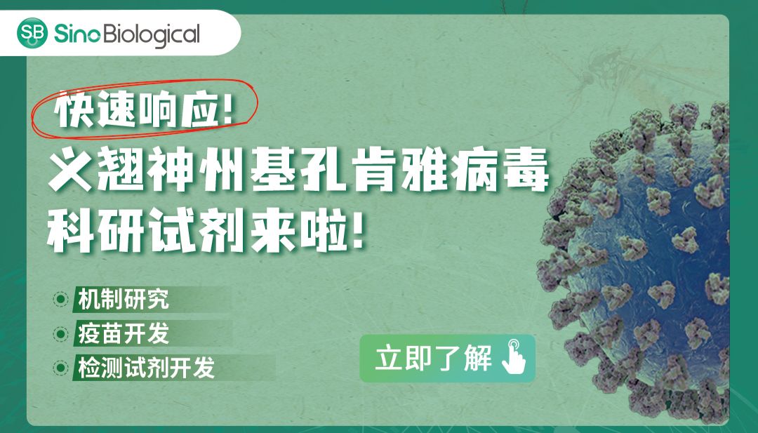 基孔肯雅病毒抗原和抗体试剂（广泛应用于疫苗研发、抗病毒药物开发和诊断试剂开发）