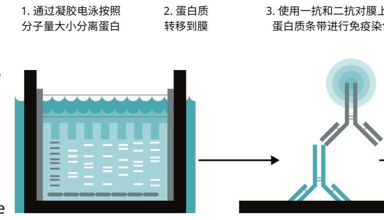 惊了！Western blot 虐我千百遍？掌握这几招，让实验效率翻倍，“好图”蹭蹭涨！