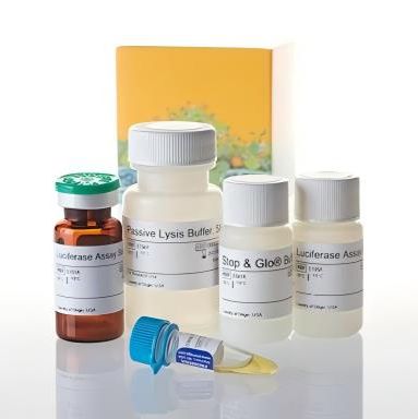 Promega Dual Luciferase®双萤光素酶报告基因检测系统(萤火虫/海肾萤光素酶检测试剂)E1910/E1960