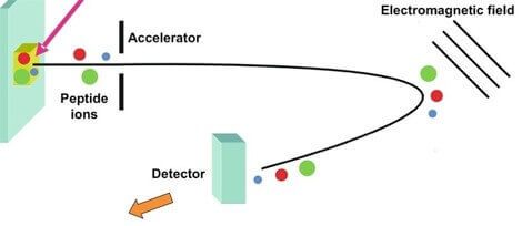 百泰派克生物科技提供基于MALDI-TOF对蛋白质（多肽）进行分子量鉴定的技术服务