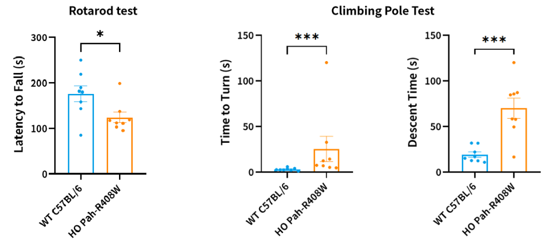 苯丙酮尿症基因治疗的潜力模型——Pah-R408W
