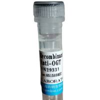 防御素β104(DEFb104)活性蛋白,人