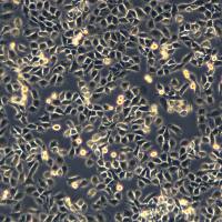 浙江（杭州）美森  小鼠乳腺癌细胞 EMT6