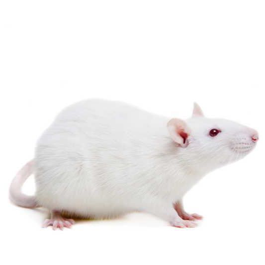 动物实验丨大鼠去势骨质疏松模型