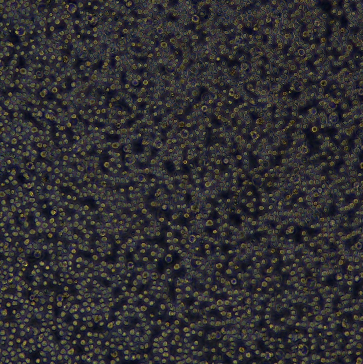 浙江（杭州）美森 小鼠T淋巴瘤细胞 E.G7-OVA