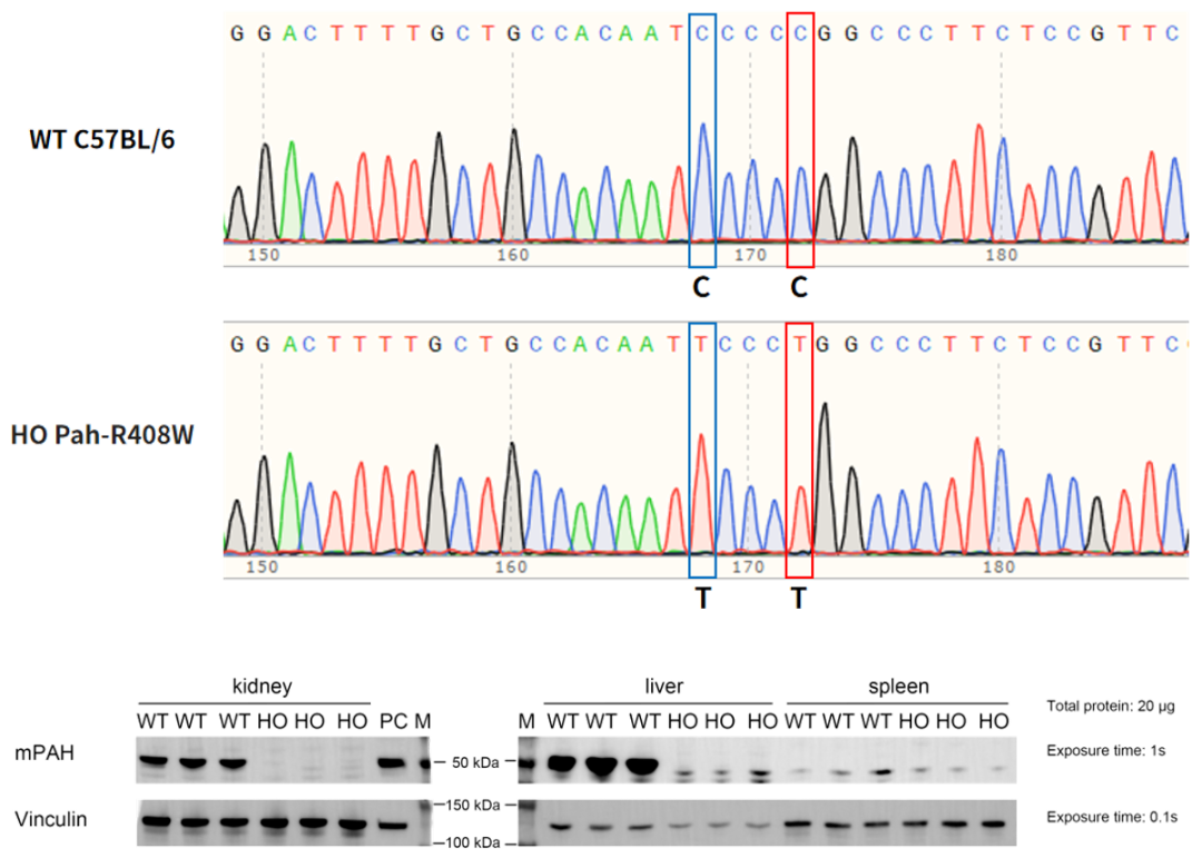 苯丙酮尿症基因治疗的潜力模型——Pah-R408W