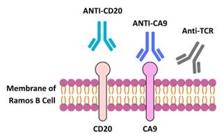 SPRM 200:生物医学研究的“超级显微镜”