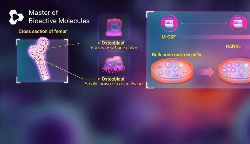 实验操作 | 破骨细胞的体外诱导! 攻略来咯~