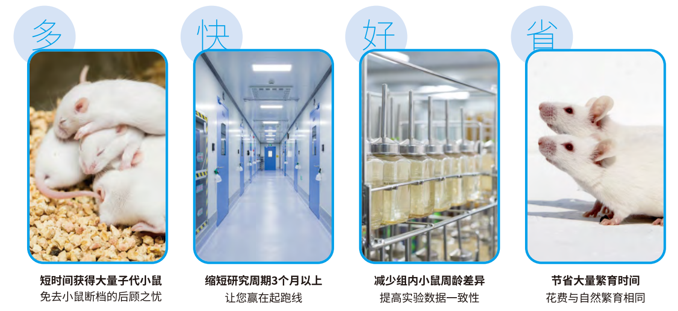 为什么我的小鼠不生？“原因+对策”一次讲透！