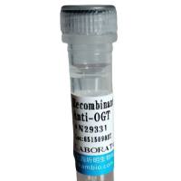 Ⅰ类MHC多肽相关序列A(MICA)活性蛋白,人