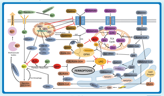 Elabscience 解锁铁死亡研究-细胞模型制备实战与解决方案