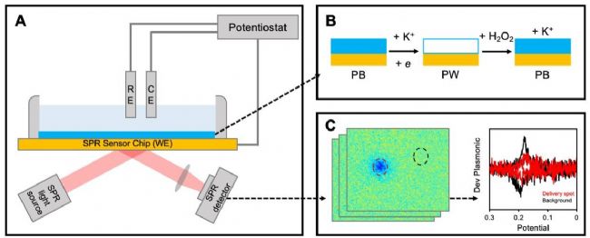 SPRM 200:生物医学研究的“超级显微镜”