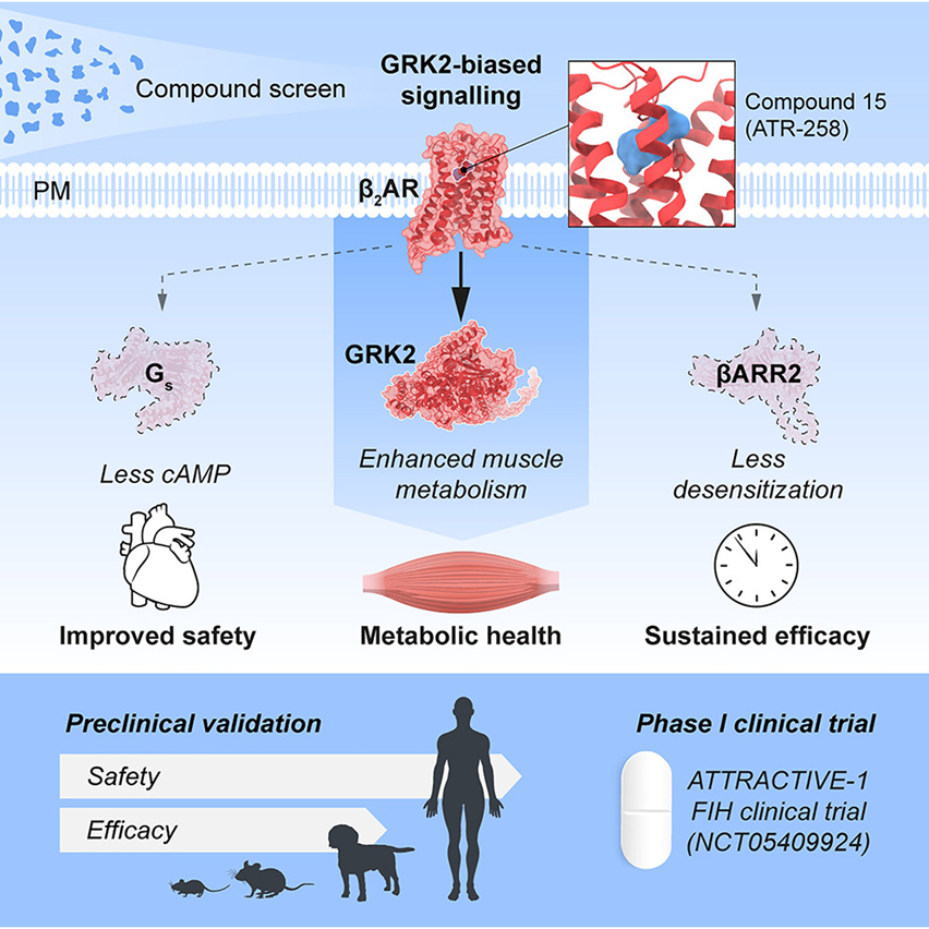 β2：呼吸系统疾病的关键靶点