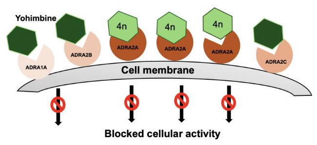 SPRM 200:生物医学研究的“超级显微镜”