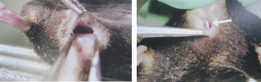 为什么我的小鼠不生？“原因+对策”一次讲透！