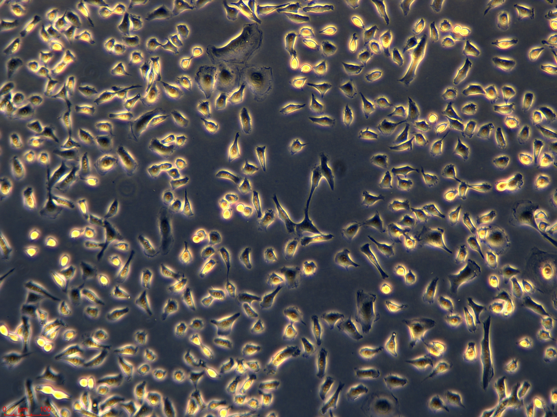 Project_EMT6_ch00 (2).jpg