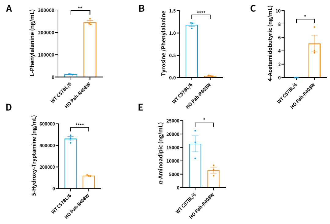 苯丙酮尿症基因治疗的潜力模型——Pah-R408W