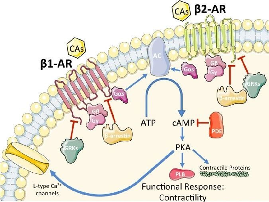 β2：呼吸系统疾病的关键靶点