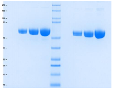 Athens-血管紧张素原促销中，为你的科研添砖加瓦