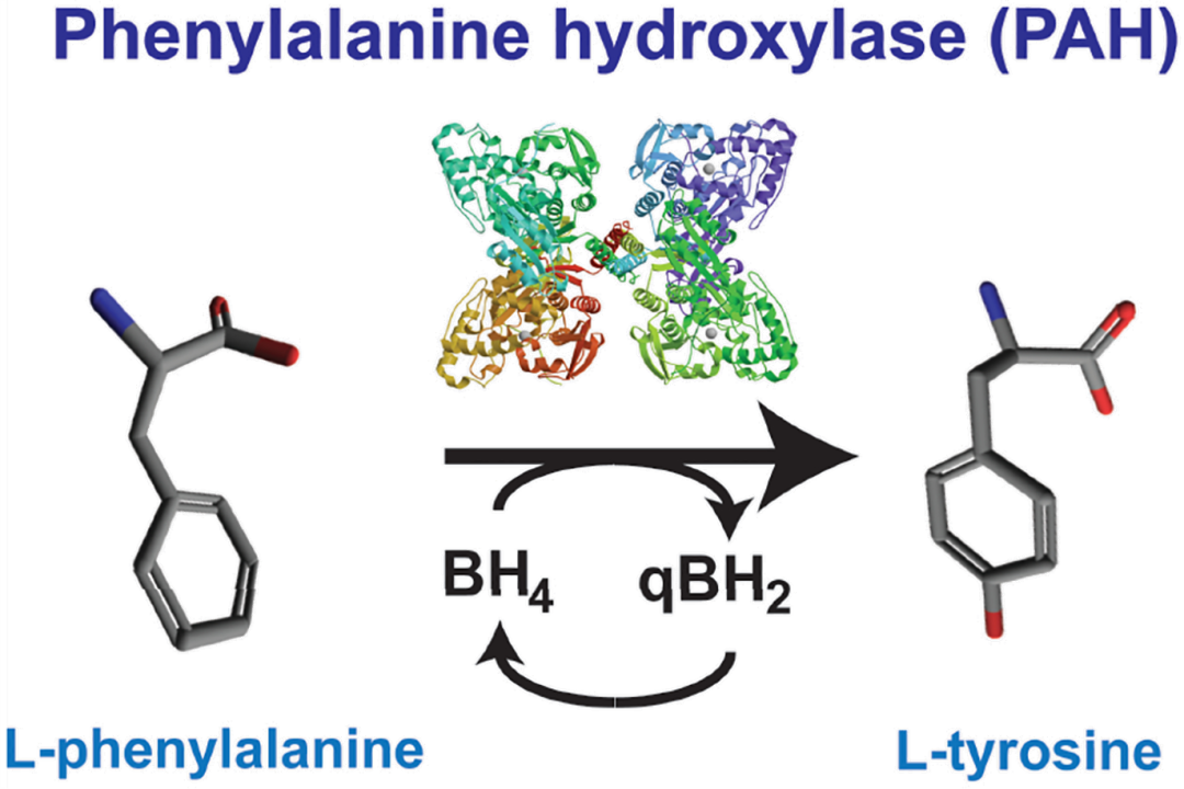 苯丙酮尿症基因治疗的潜力模型——Pah-R408W