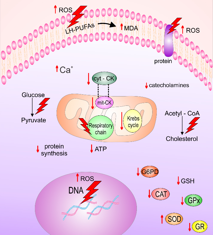 苯丙酮尿症基因治疗的潜力模型——Pah-R408W