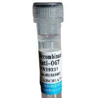 防御素β2(DEFb2)活性蛋白,人