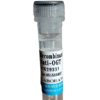 甲状旁腺激素相关蛋白(PTHrP)卵白蛋白偶联物,小鼠