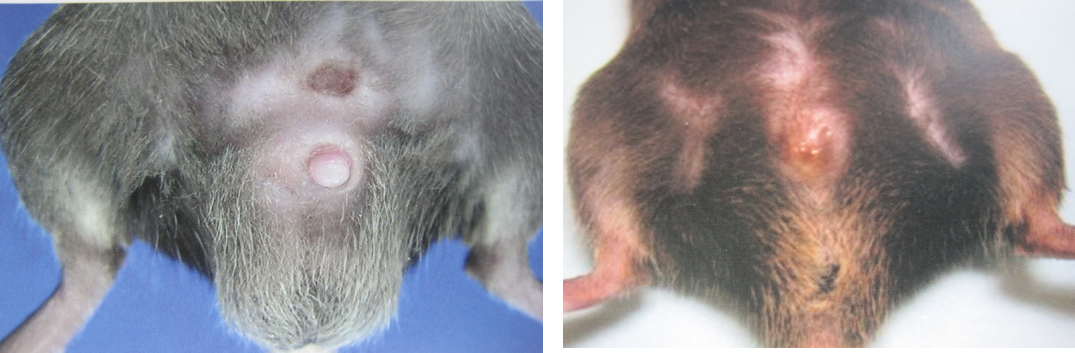 为什么我的小鼠不生？“原因+对策”一次讲透！