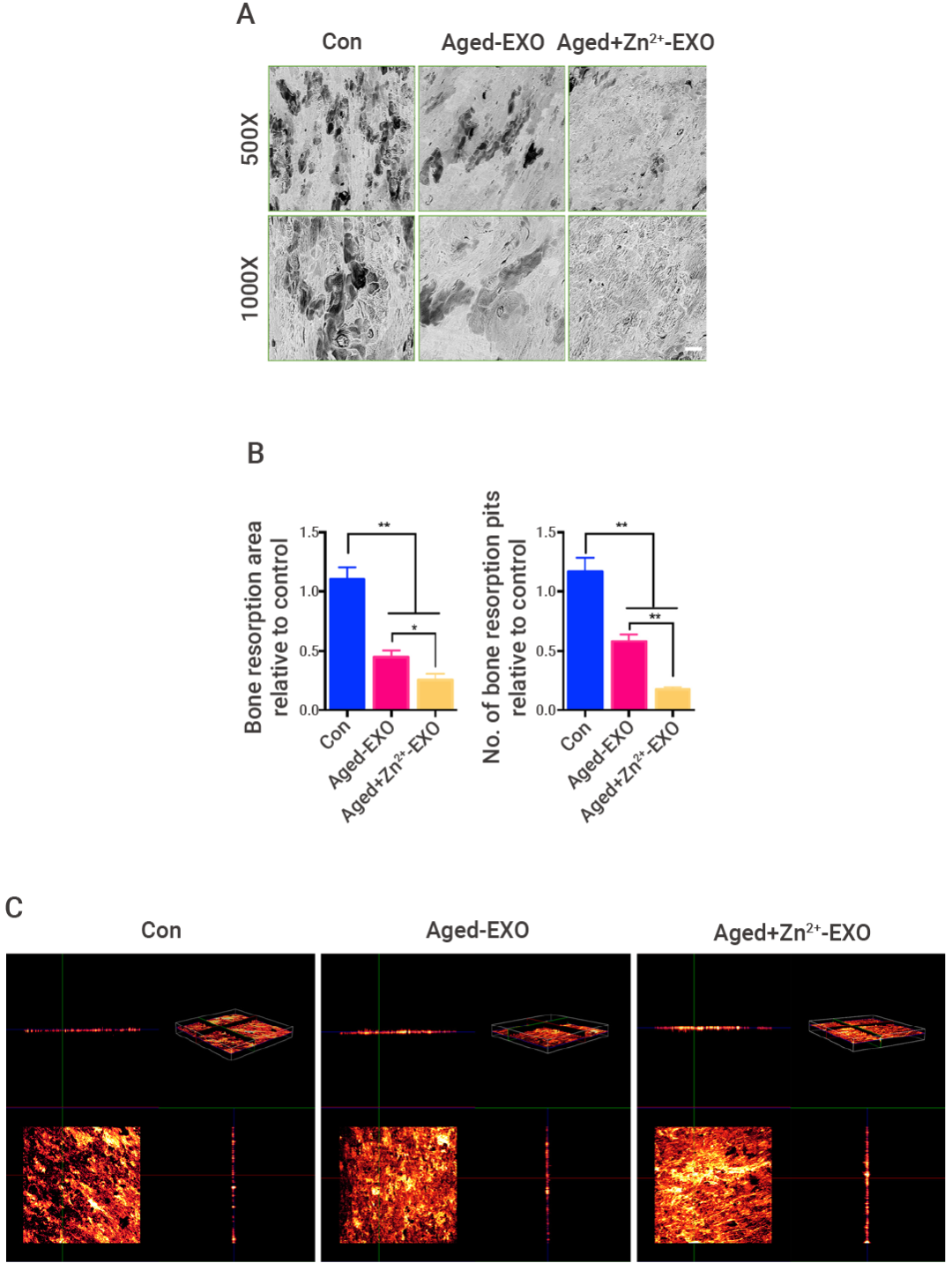 实验操作 | 破骨细胞的体外诱导! 攻略来咯~