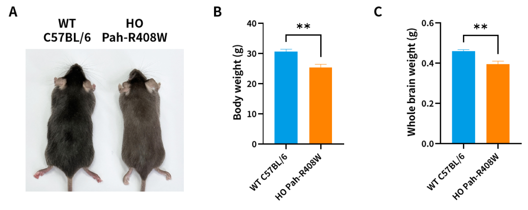 苯丙酮尿症基因治疗的潜力模型——Pah-R408W