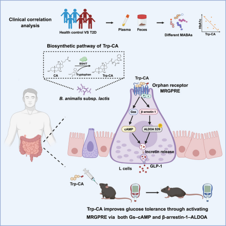 Cell：北大/山大团队发现新型菌源胆汁酸通过激活孤儿受体调控葡萄糖代谢