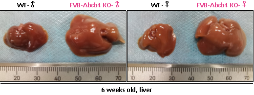 揭秘生命的“搬运工”：ABC转运蛋白家族及其疾病小鼠模型大合集