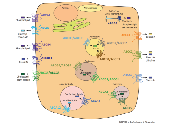 揭秘生命的“搬运工”：ABC转运蛋白家族及其疾病小鼠模型大合集