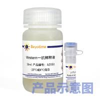 β-Hydroxybutyryl-Histone H3 (Lys9) Rabbit