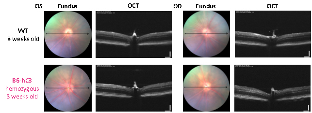 补体靶向治疗新纪元：C3/C5人源化小鼠模型助力siRNA与双抗药物研发突破