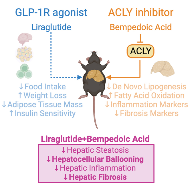 全球超1亿患者！MASH药物研发进展与核心模型解析