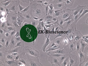 HCCC-9810人胆管细胞型肝癌细胞