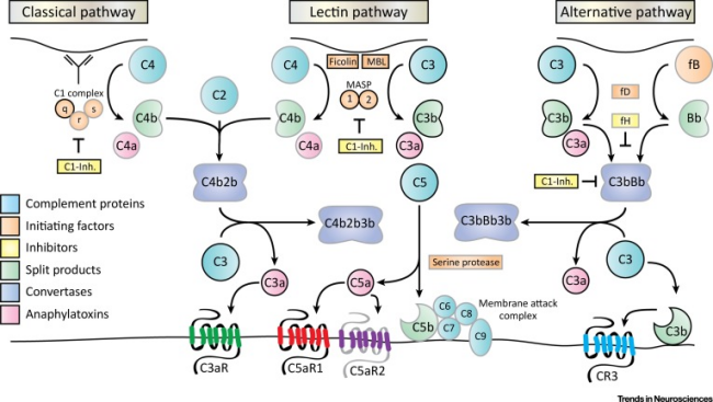 补体靶向治疗新纪元：C3/C5人源化小鼠模型助力siRNA与双抗药物研发突破