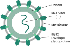 基孔肯雅病毒抗原和抗体试剂（广泛应用于疫苗研发、抗病毒药物开发和诊断试剂开发）