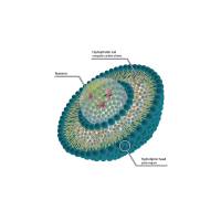 脂质体纳米颗粒被线粒体靶向肽SS-31和促血管生成分子1-磷酸鞘氨醇(S1P)修饰 Liposome-SS-31-S1P
